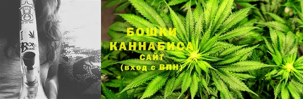 прущие грибы Горно-Алтайск